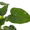 vidaXL Alocasia Cucullata &Oslash;21 altura 65-75 cm