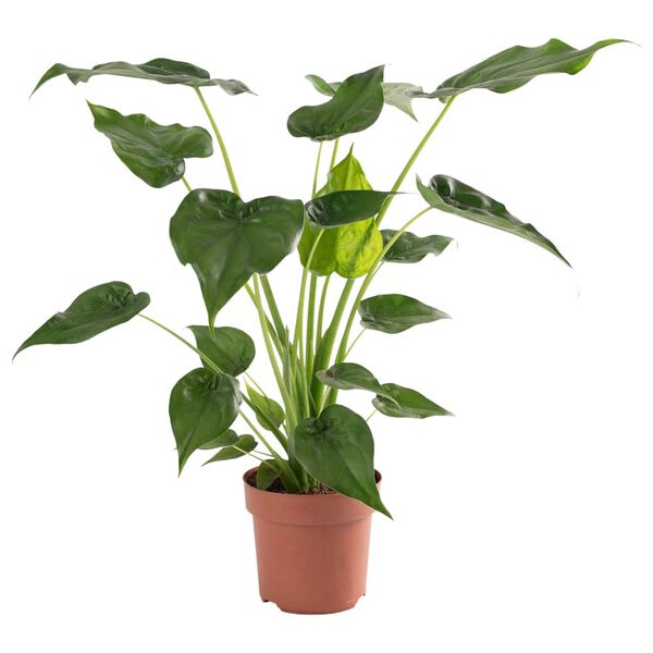 vidaXL Alocasia Cucullata &Oslash;21 altura 65-75 cm