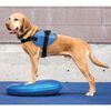FitPAWS Disco de equil&iacute;brio para animais de estima&ccedil;&atilde;o 36 cm azul