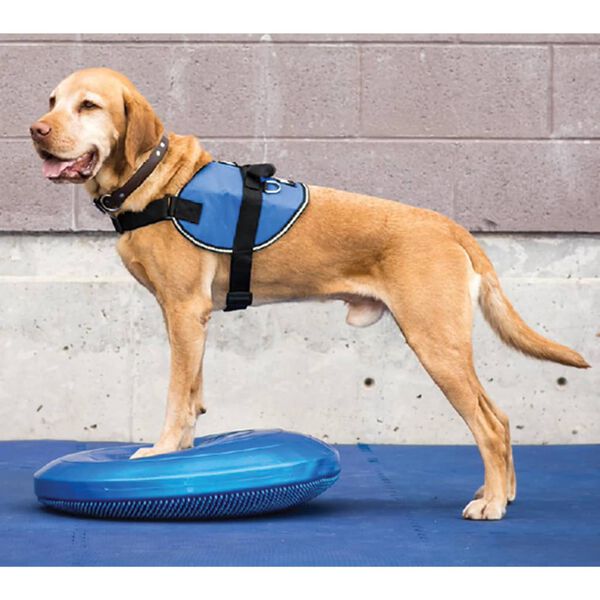 FitPAWS Disco de equil&iacute;brio para animais de estima&ccedil;&atilde;o 36 cm azul