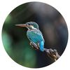 WallArt Papel de parede circular "The Kingfisher" 142,5 cm