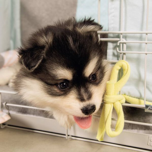 Beeztees Parque para c&atilde;es 62x44x49 cm cinzento