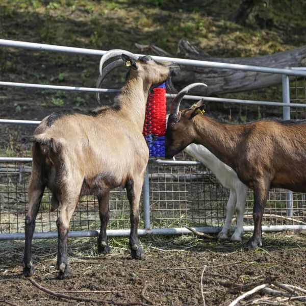 Kerbl Escova para escovar gado 50 cm 293100