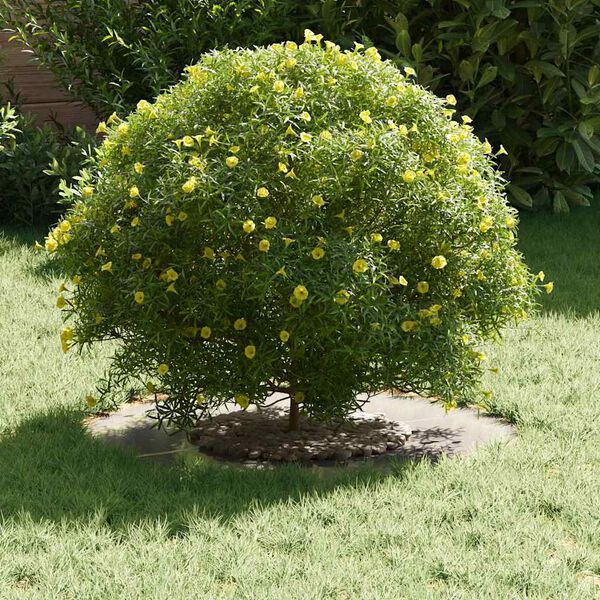 vidaXL adequado para Anéis de Árvore Planos 5 pcs Prateado Ø30 / 60 cm