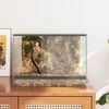 vidaXL Habitats para Répteis e Anfíbios Branco 40 x 30 x 30 cm Vidro