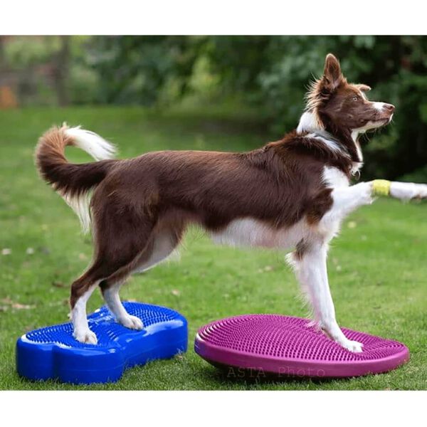 FitPAWS Disco de equil&iacute;brio p/ animais de estima&ccedil;&atilde;o 56 cm Razzleberry