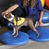 FitPAWS Disco de equil&iacute;brio para animais de estima&ccedil;&atilde;o 36 cm azul