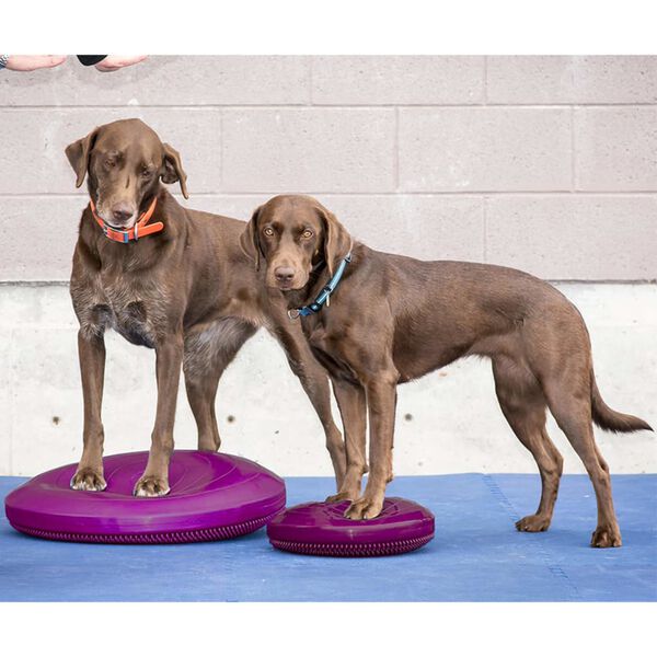 FitPAWS Disco de equil&iacute;brio p/ animais de estima&ccedil;&atilde;o 56 cm Razzleberry